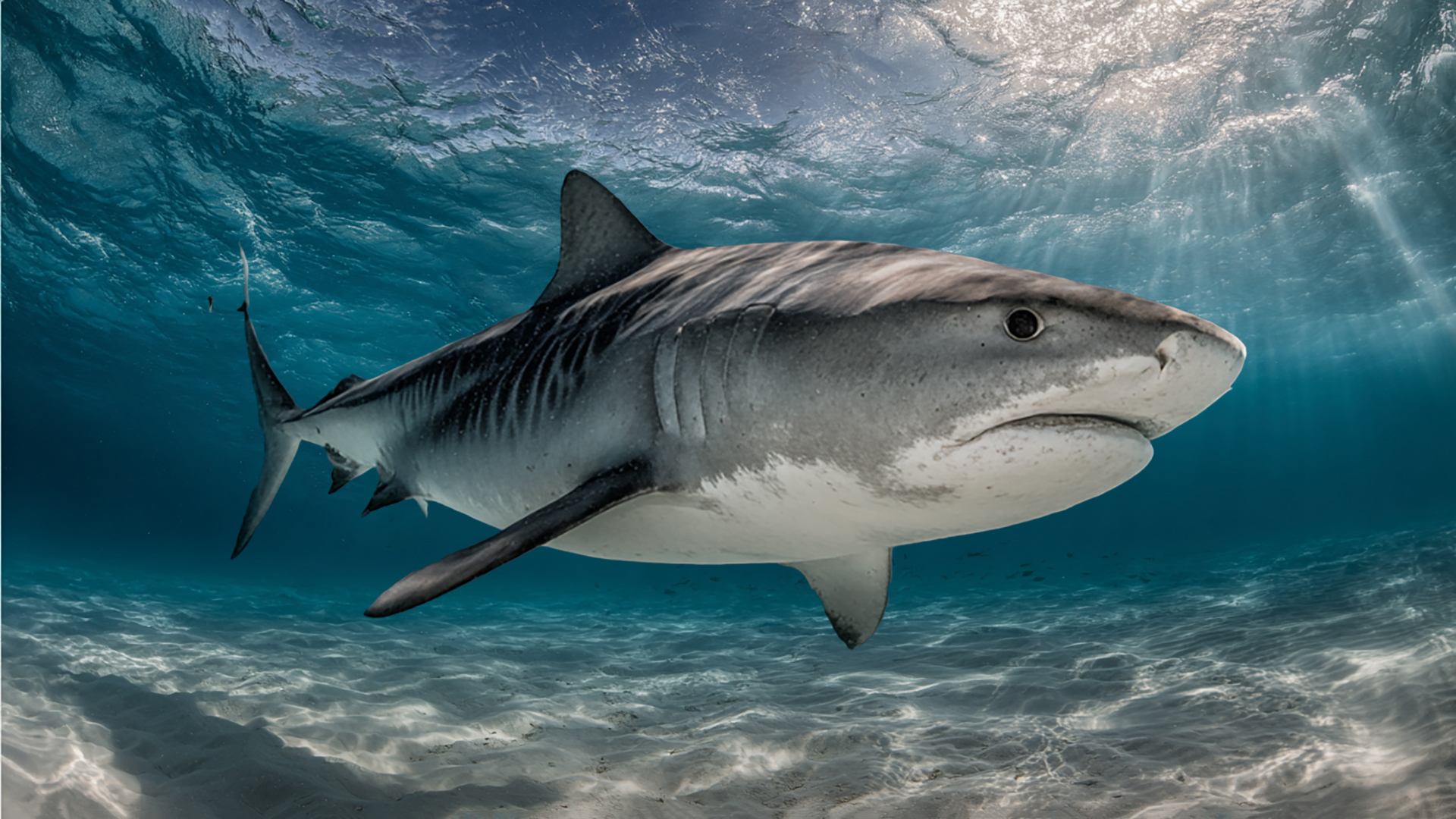Adaptations for Survival Tiger Sharks