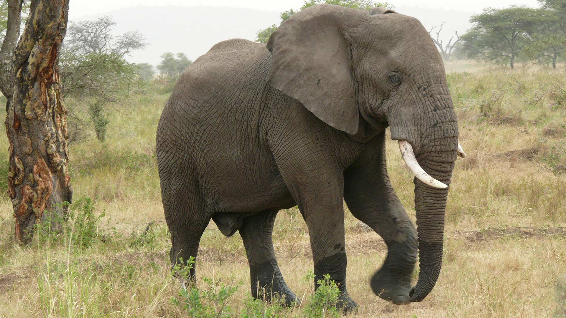 An Elephant Dies