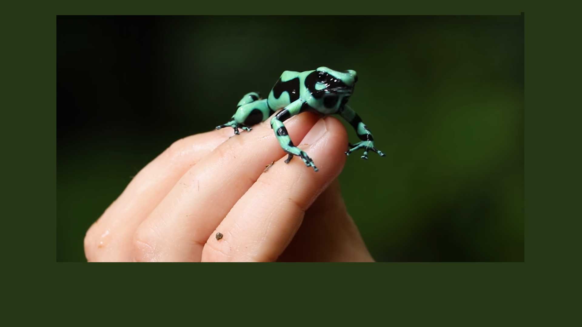 Poisonous Frogs