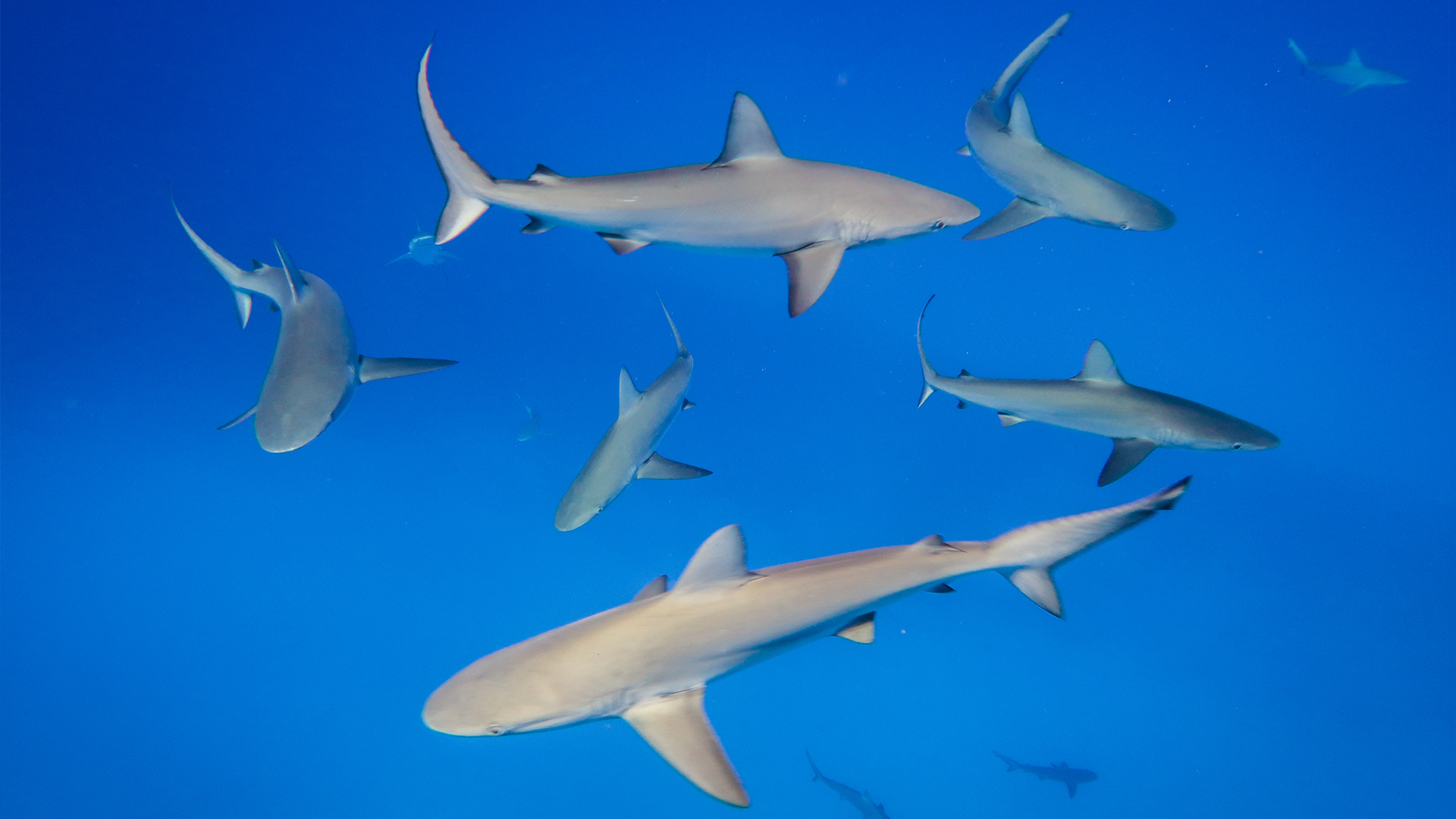 Ten Sharks
