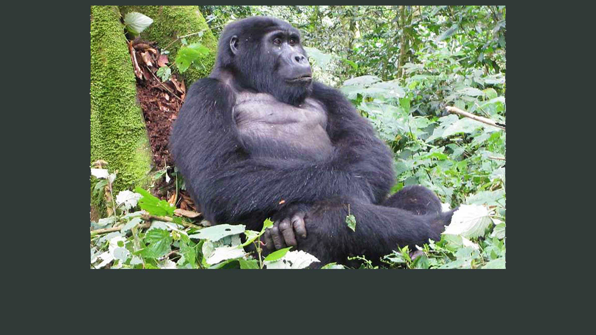 What Gorillas Think